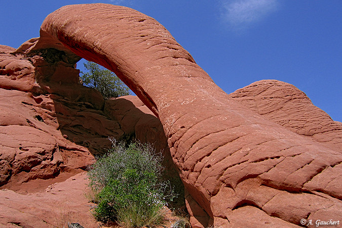 Cobra Arch